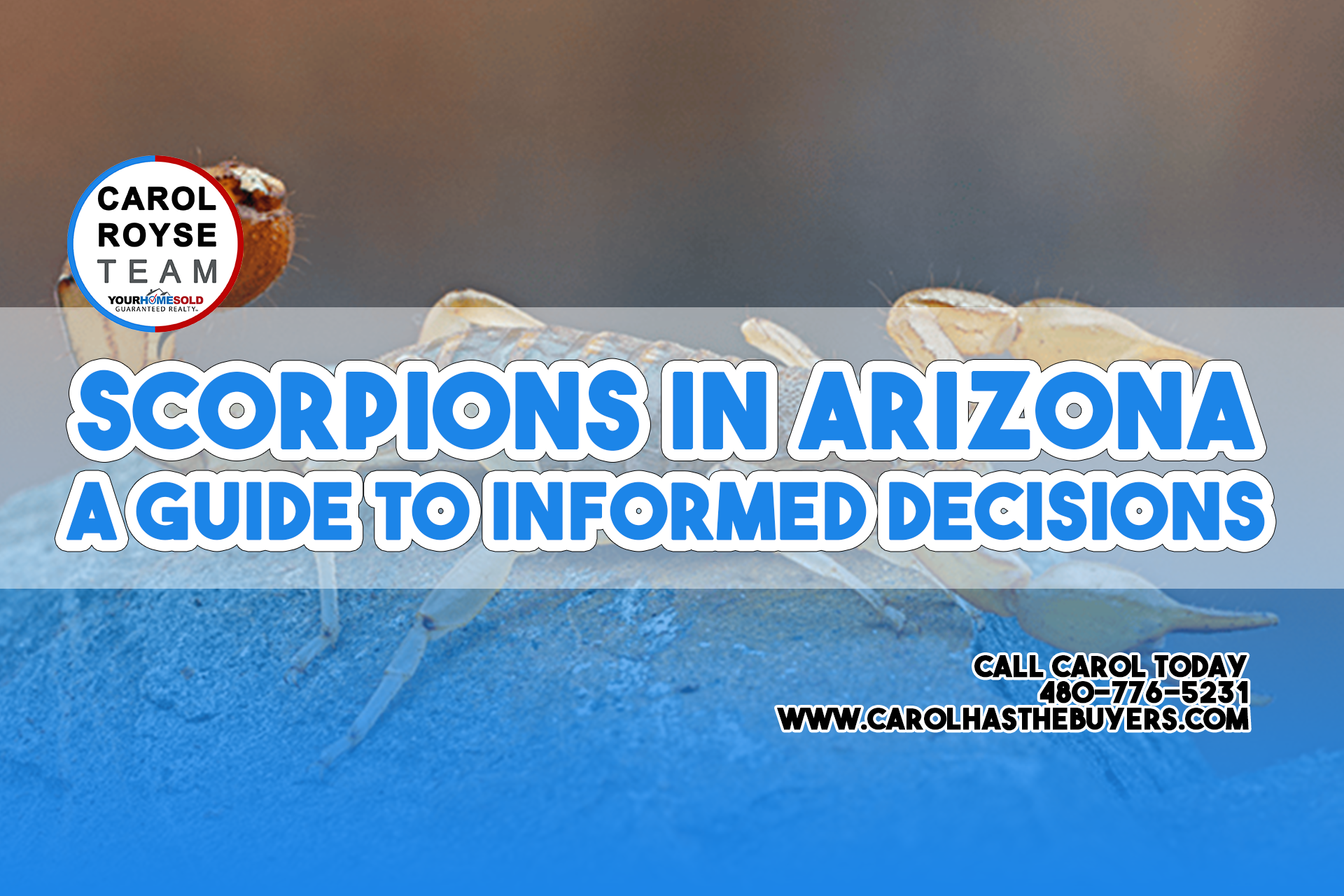 Scorpions in Arizona A Guide to Informed Decisions