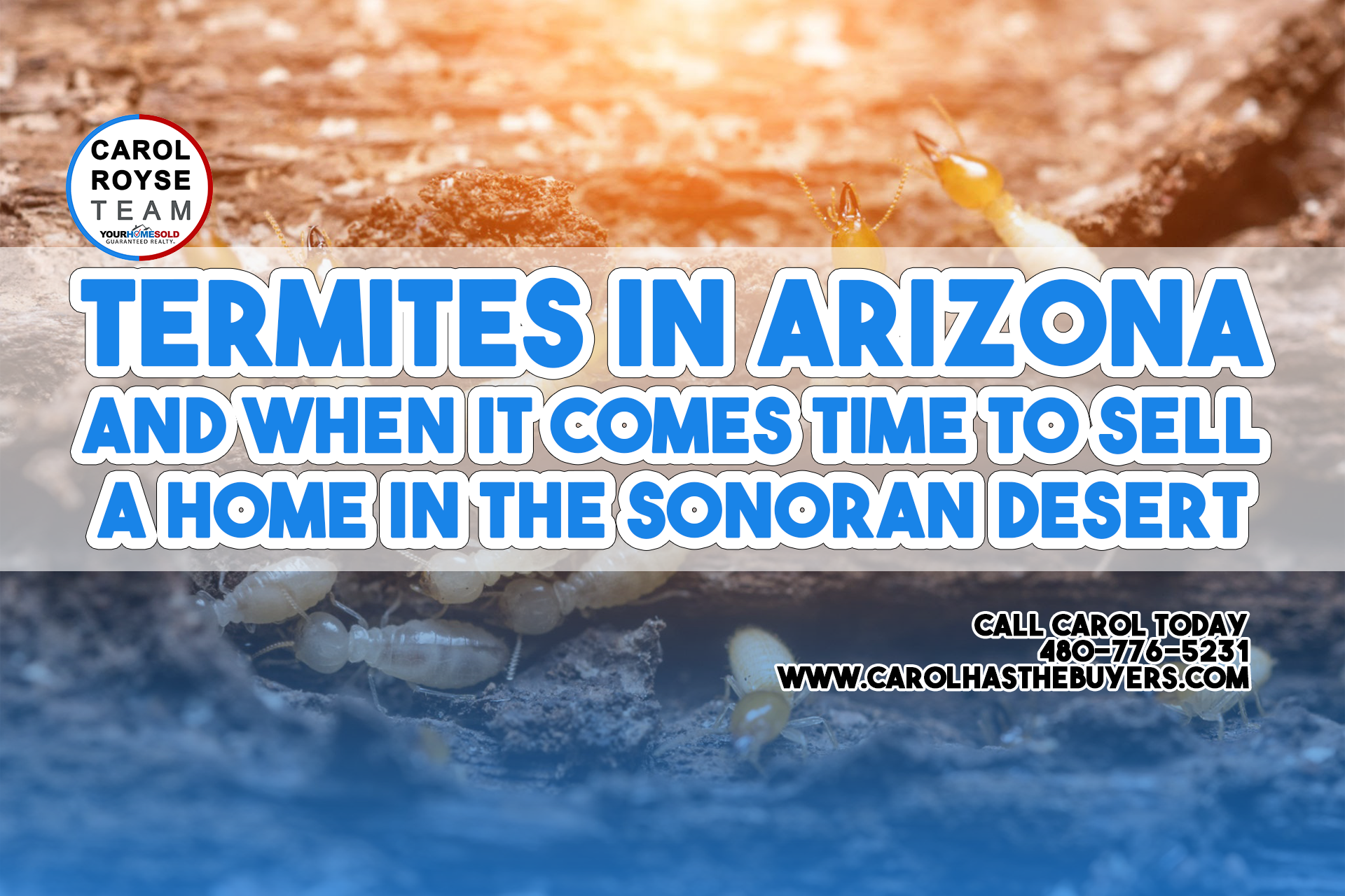 Termites in Arizona and When it Comes Time to Sell a Home in the Sonoran Desert